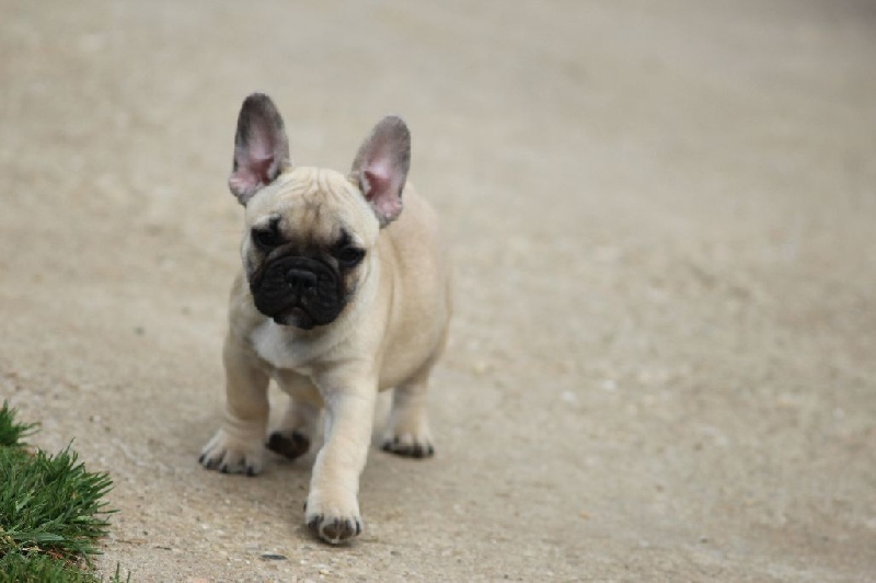 Du Clos De Belpoz - Chiots disponibles - Bouledogue français