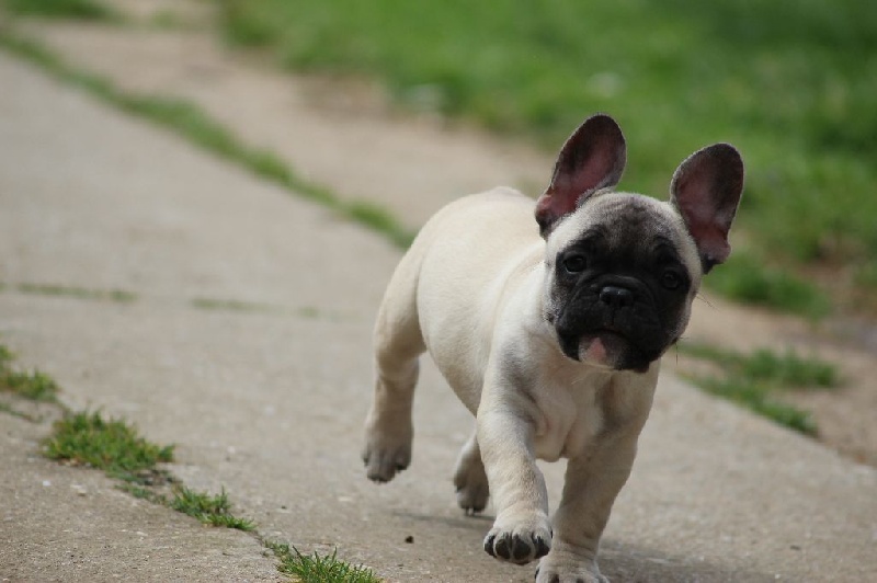 Du Clos De Belpoz - Chiots disponibles - Bouledogue français