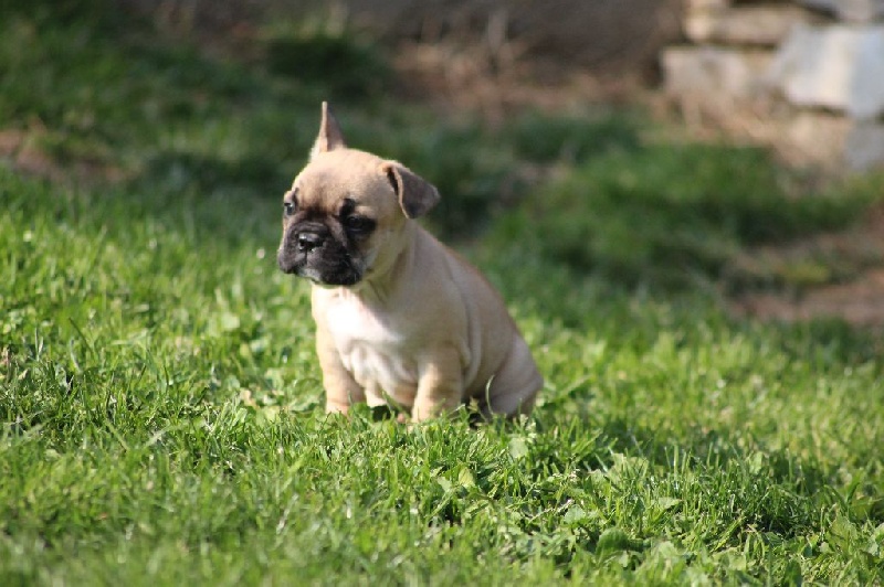 Du Clos De Belpoz - Chiots disponibles - Bouledogue français